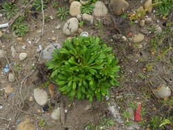 Lysimachia mauritiana Lam. resmi