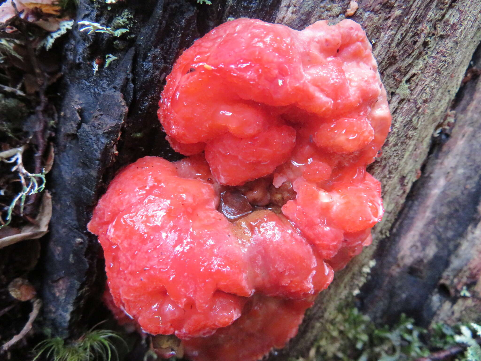 Image of Tyromyces pulcherrimus (Rodway) G. Cunn. 1965