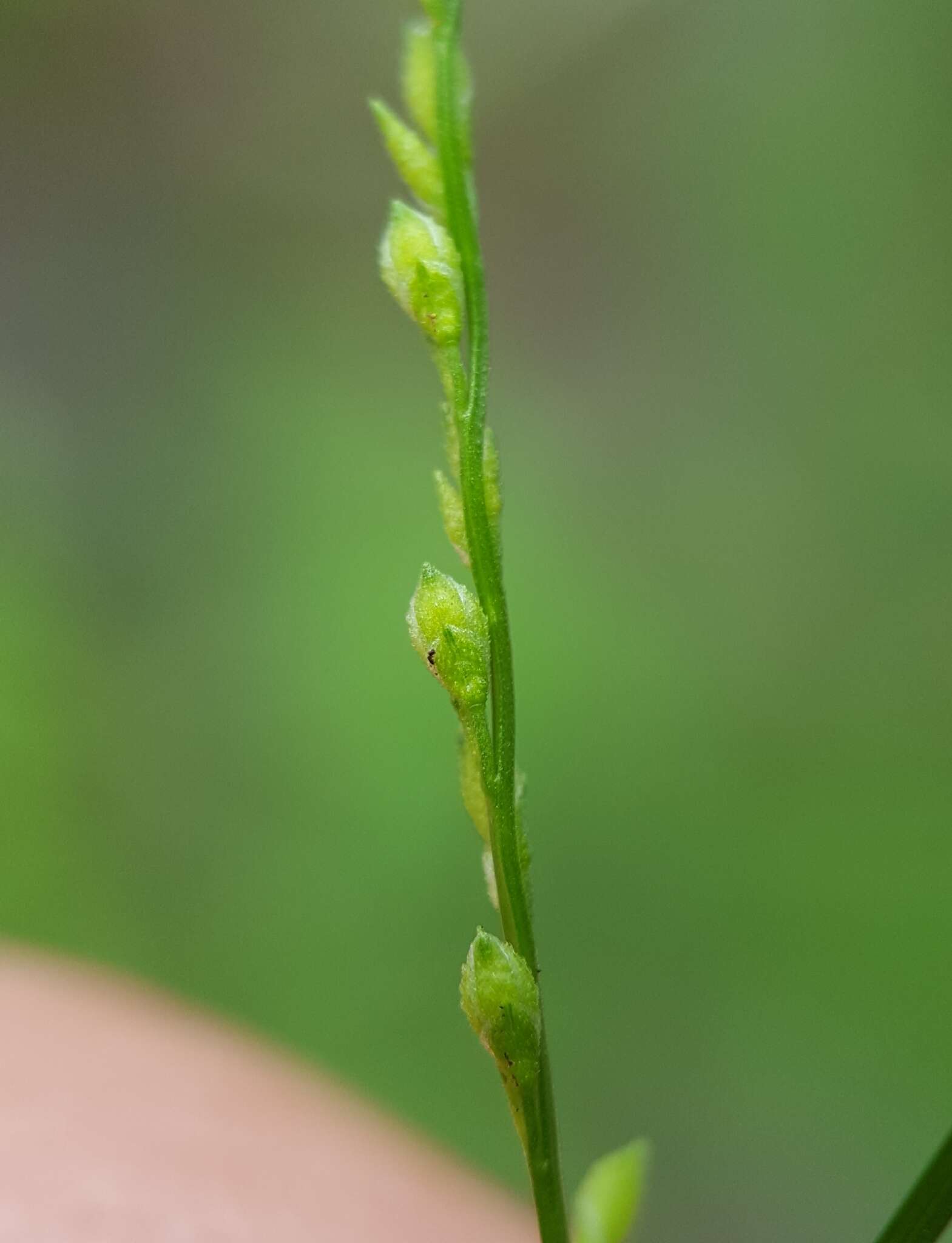 Plancia ëd Acroceras elegans A. Camus