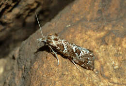 Image of Cochylimorpha perturbatana Kennel 1900