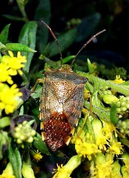 Acanthosoma denticaudum Jakovlev 1880 resmi