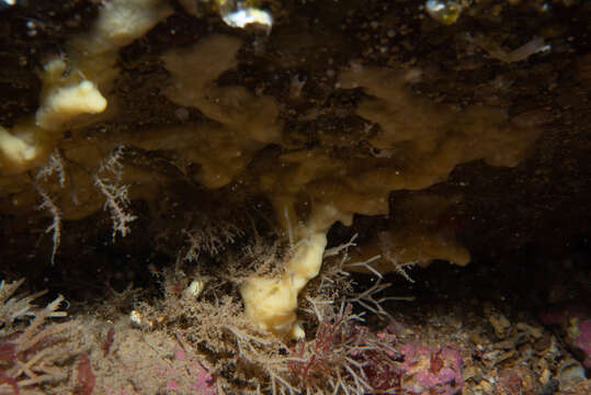 Image of yellow-fingered horny sponge