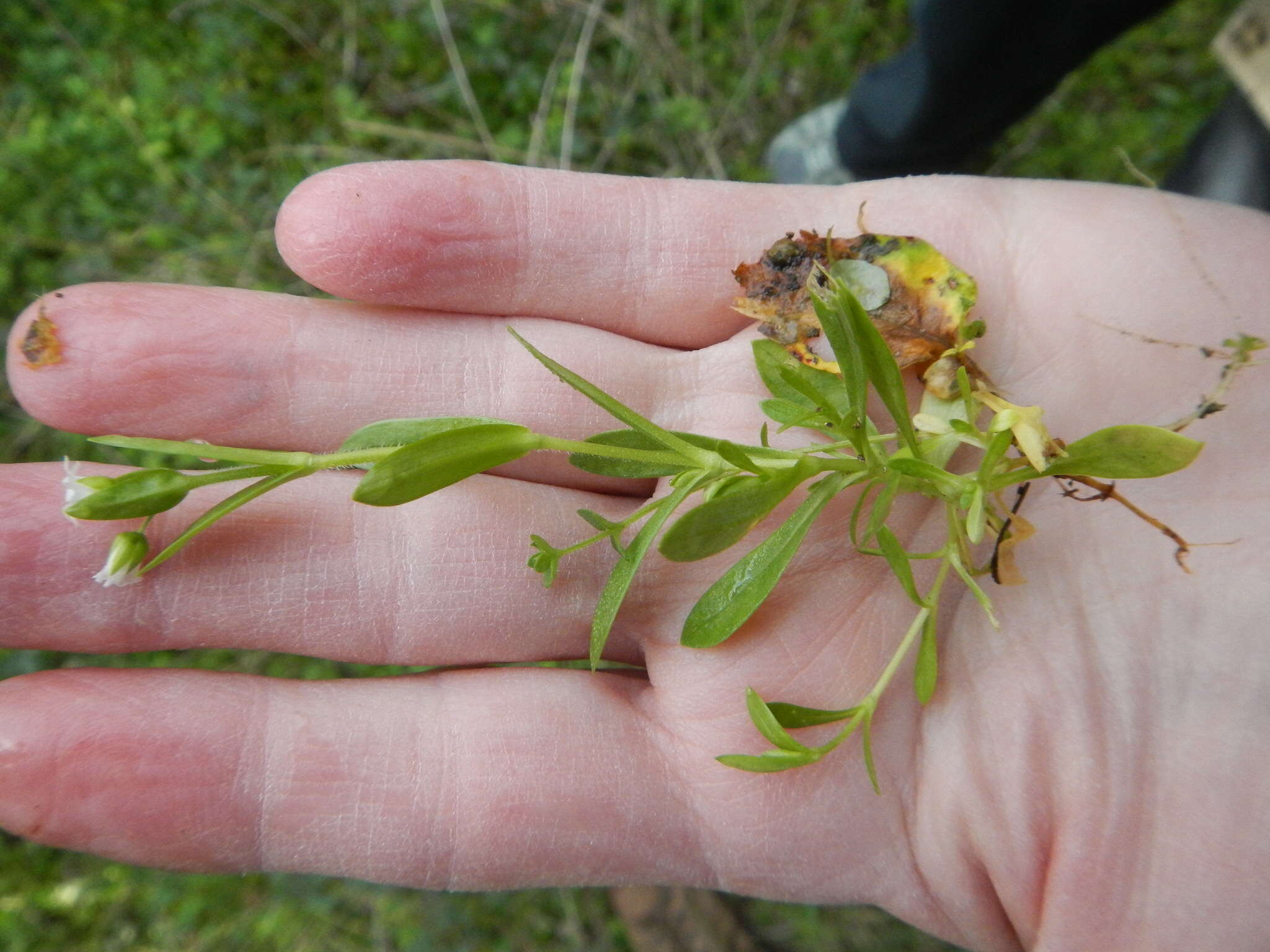 صورة Cerastium brachypodum (Engelmann ex A. Gray) B. L. Rob.