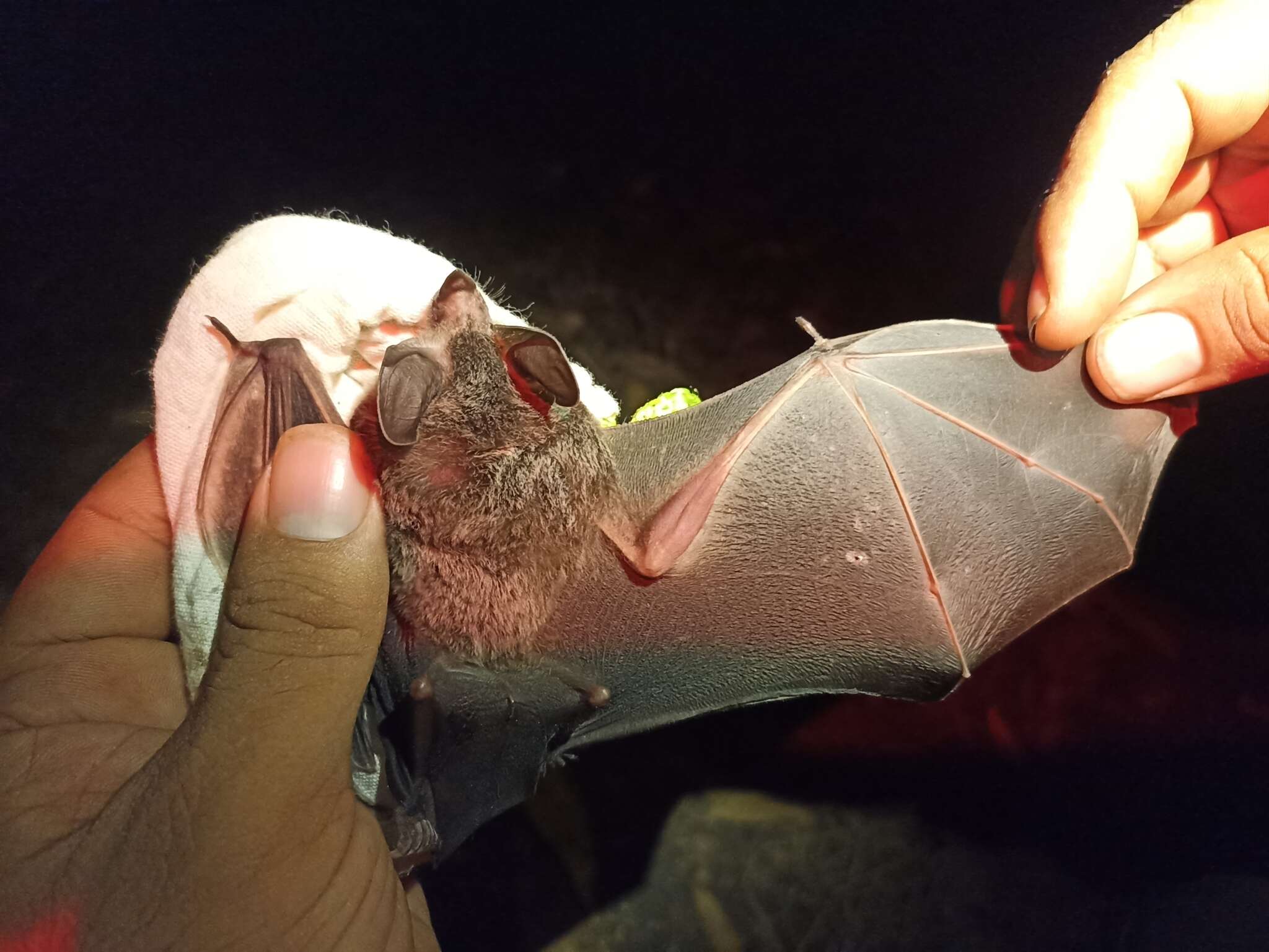 Image of Davis's round-eared bat