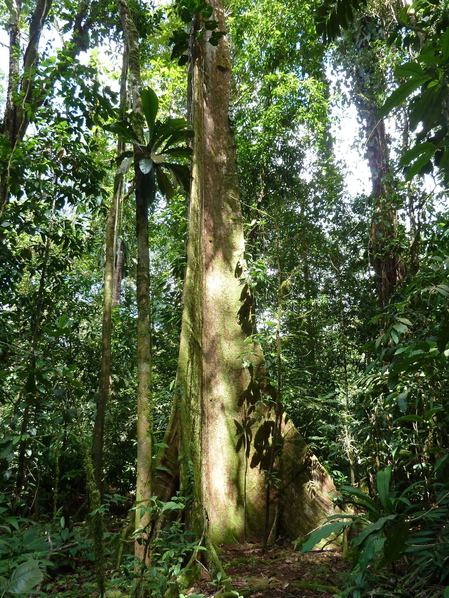 Image of Huberodendron allenii Standl. & L. O. Williams