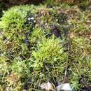 Image of bryhnia moss