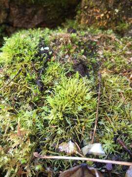 Image of bryhnia moss