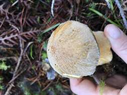 Imagem de Suillus tomentosus Singer 1960