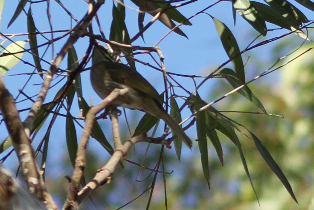 Image of Caligavis Honeyeaters