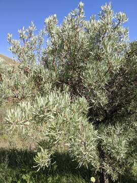 Plancia ëd Pyrus salicifolia Pall.