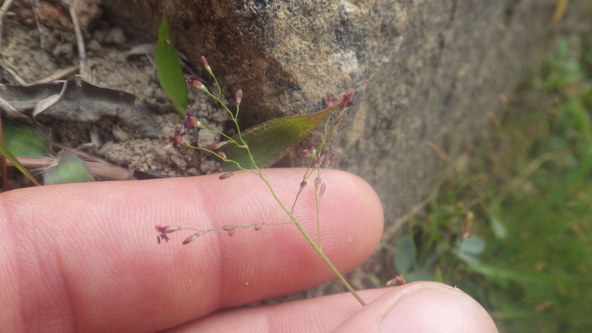 Plancia ëd Brachiaria umbellata (Trin.) Clayton