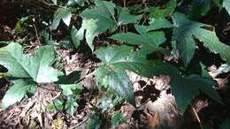 Image of Rubus reflexus var. hui (Diels ex Hu) F. P. Metcalf