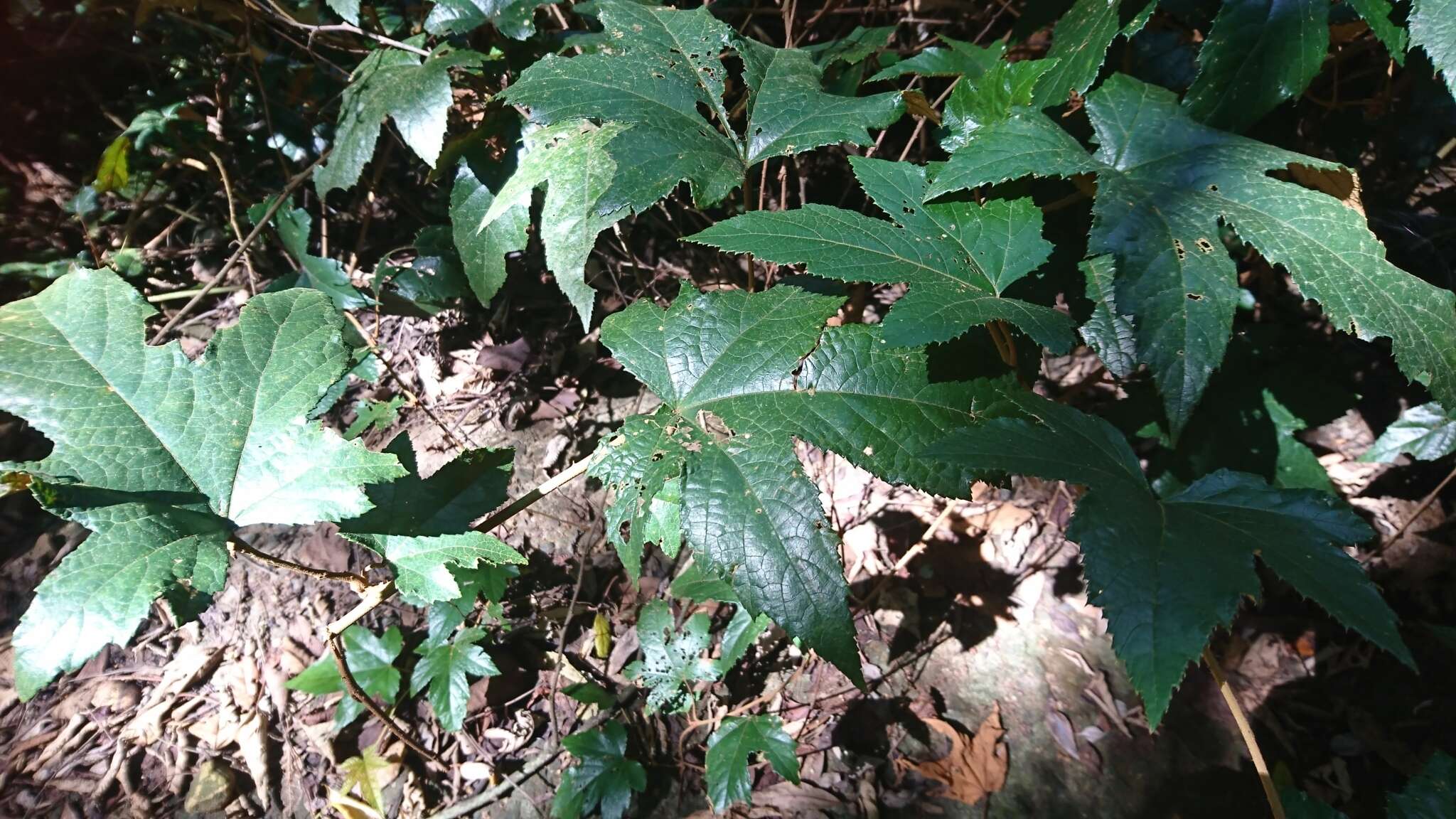 Image of Rubus reflexus var. hui (Diels ex Hu) F. P. Metcalf