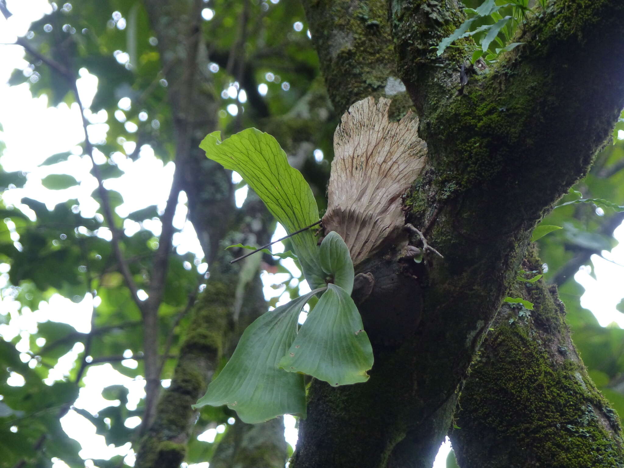 Imagem de Platycerium elephantotis Schweinf.