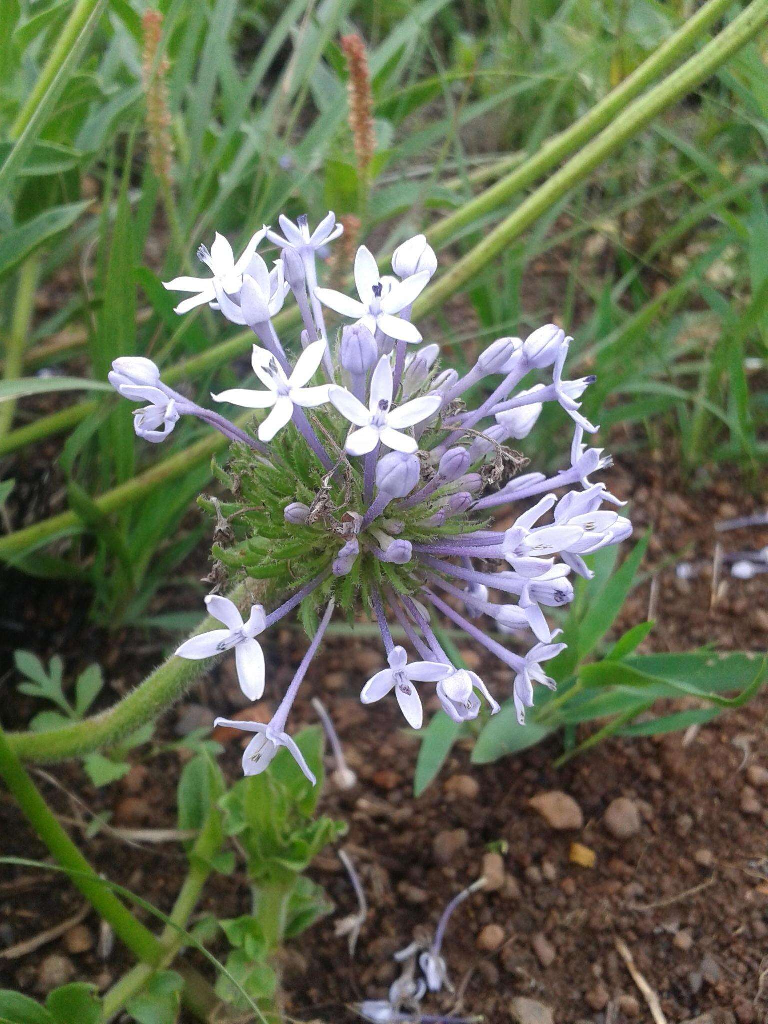 Image of Pentanisia prunelloides subsp. prunelloides