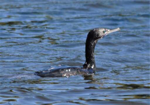 Image of Little Black Cormorant