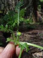 Image of Leptinella filicula (Hook. fil.) Hook. fil.