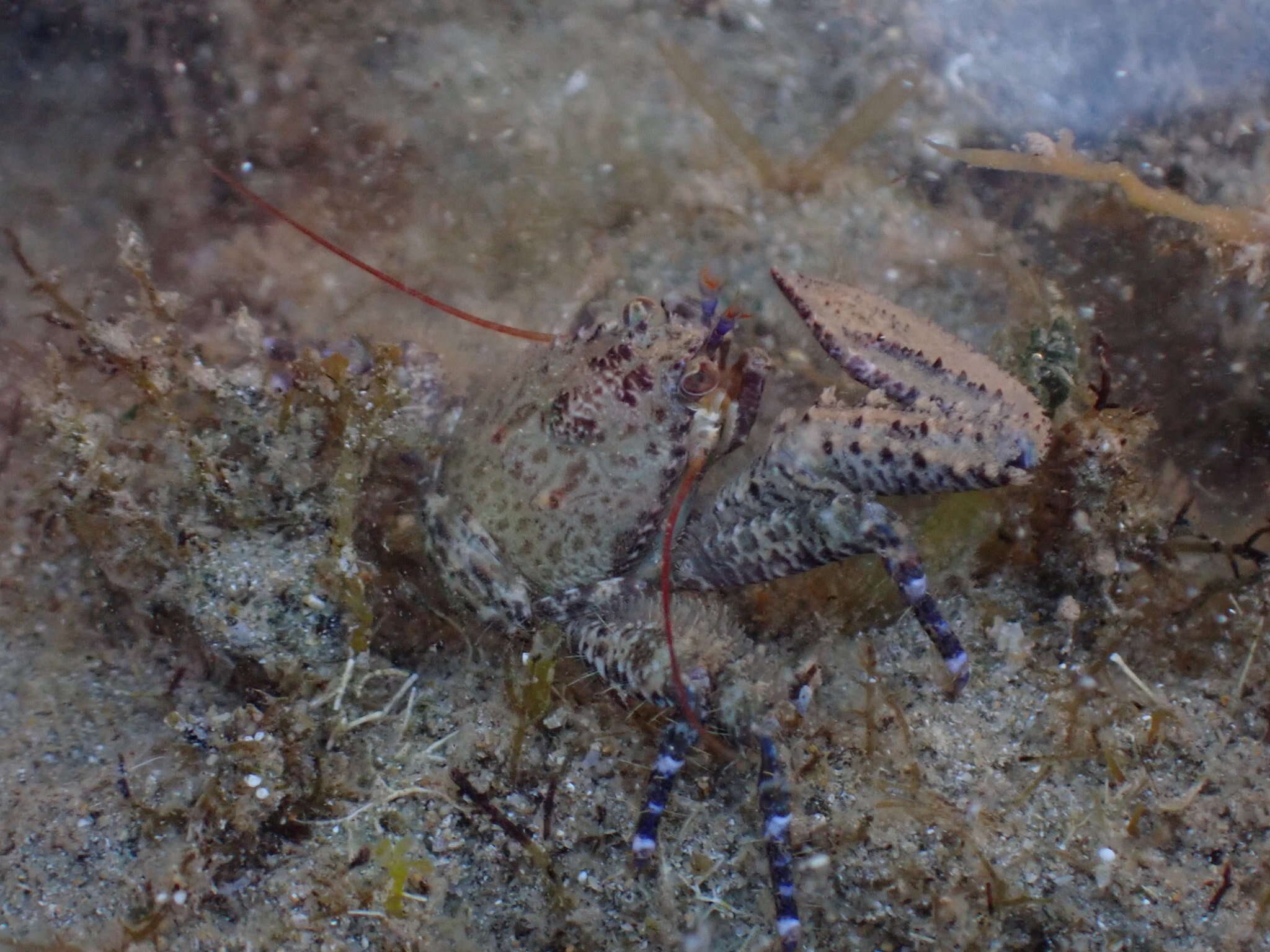 صورة Petrocheles australiensis (Miers 1876)