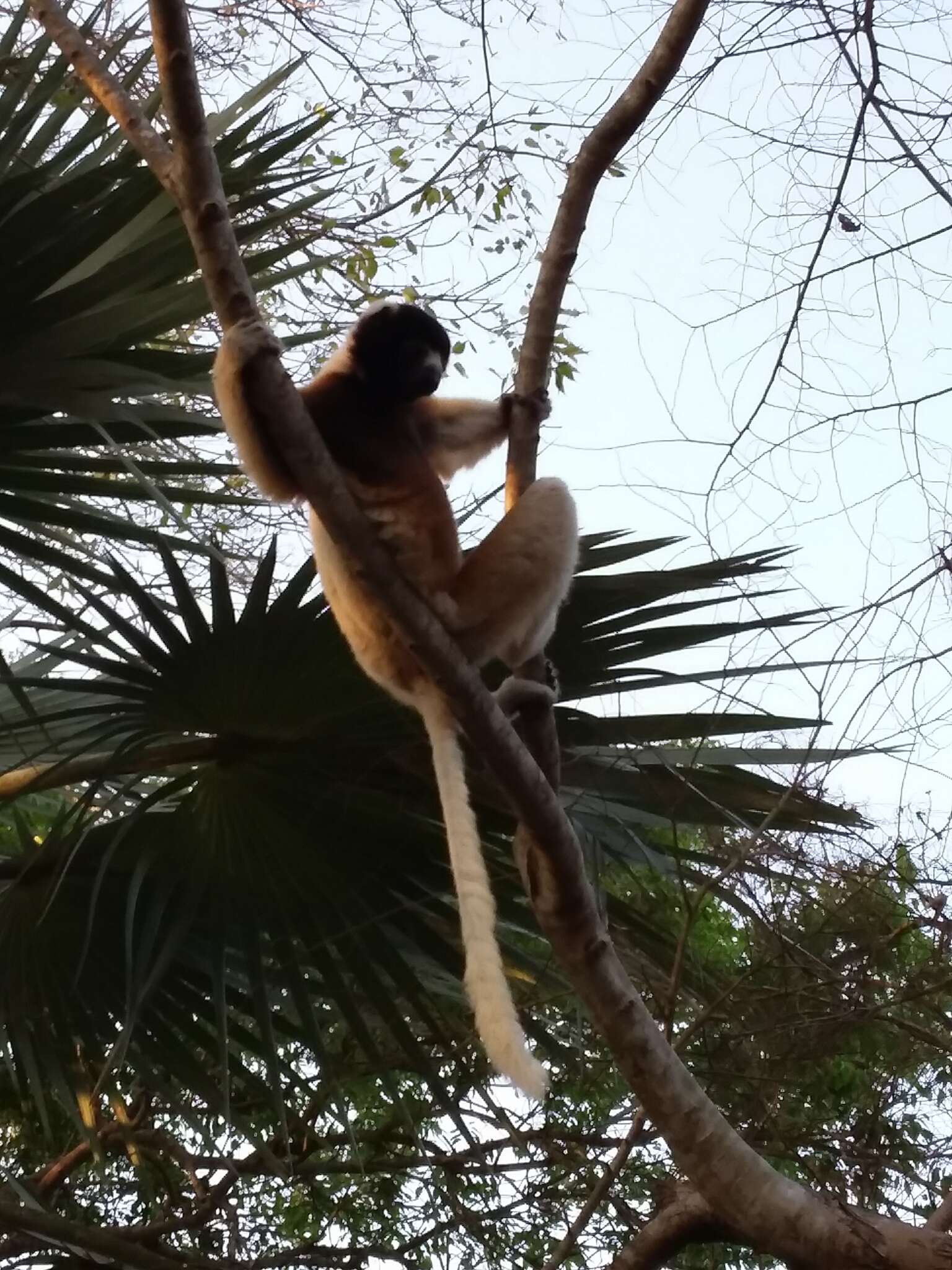 Image of Crowned Sifaka