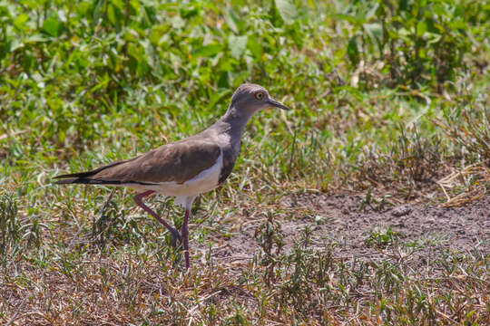 Image of Black-winged Lapwing