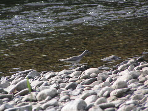 Image of Gray-tailed Tattler