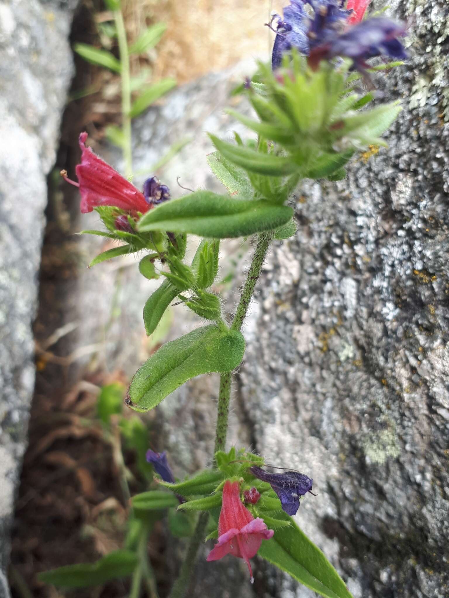 Plancia ëd Echium rosulatum Lange