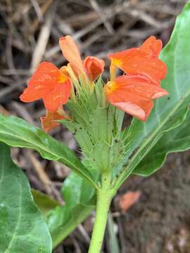 Image of Crossandra fruticulosa Lindau