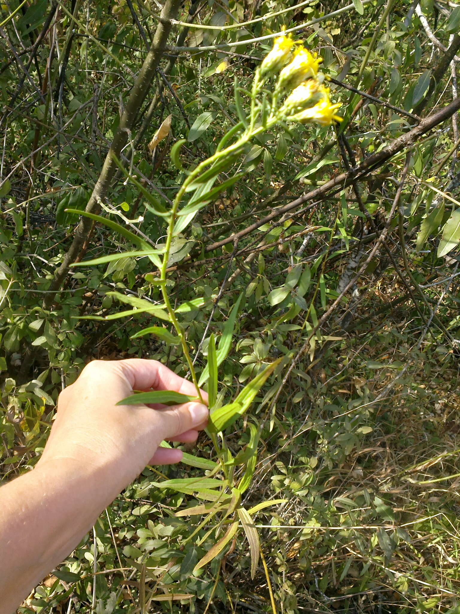 Слика од Galatella biflora (L.) Nees