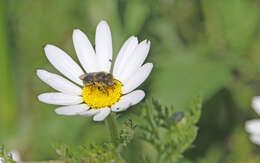 Image of Osmia latreillei (Spinola 1806)