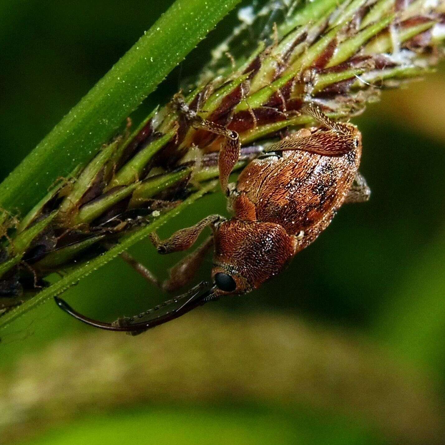 Image of Acorn weevil