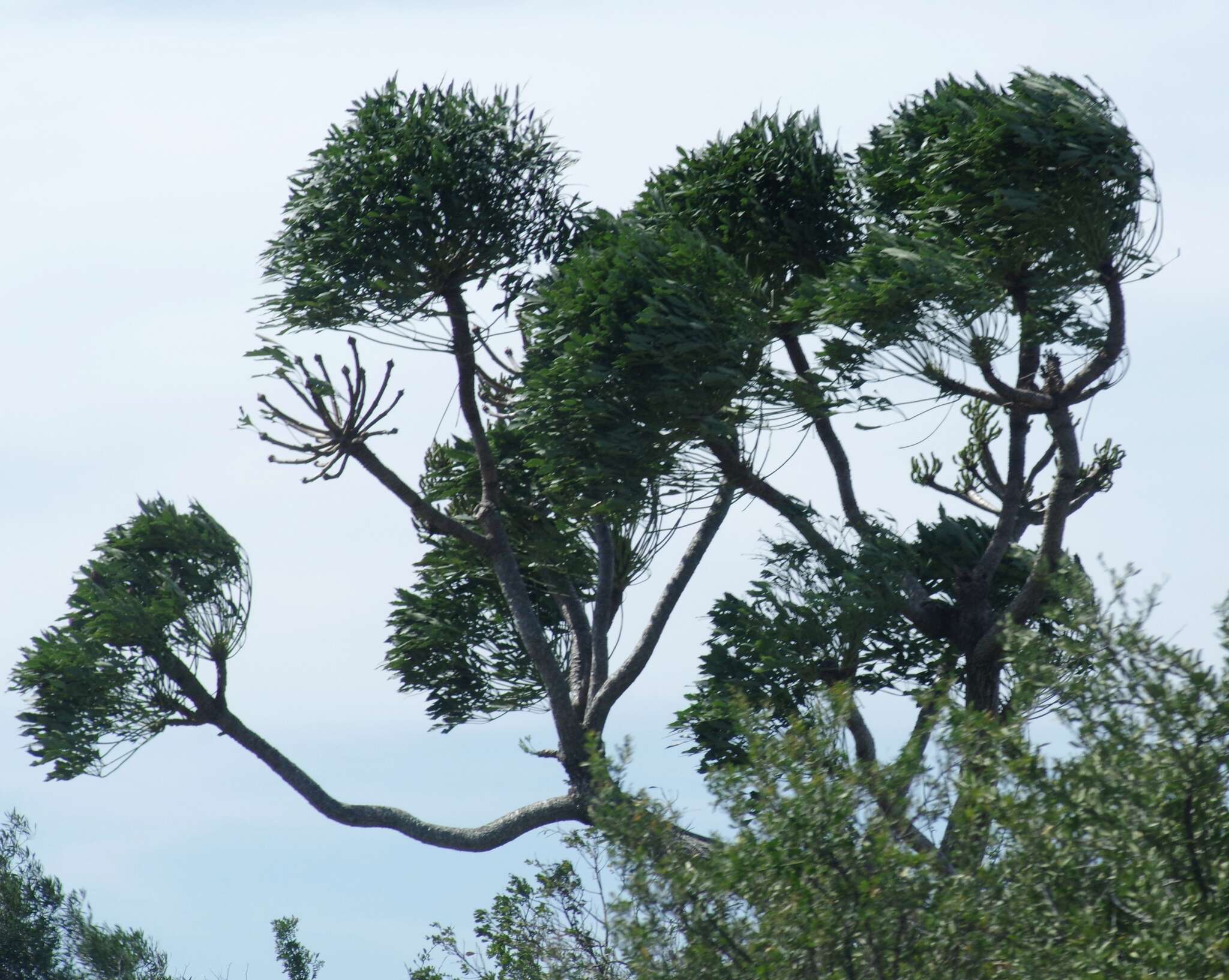 Image of Common Cabbage Tree