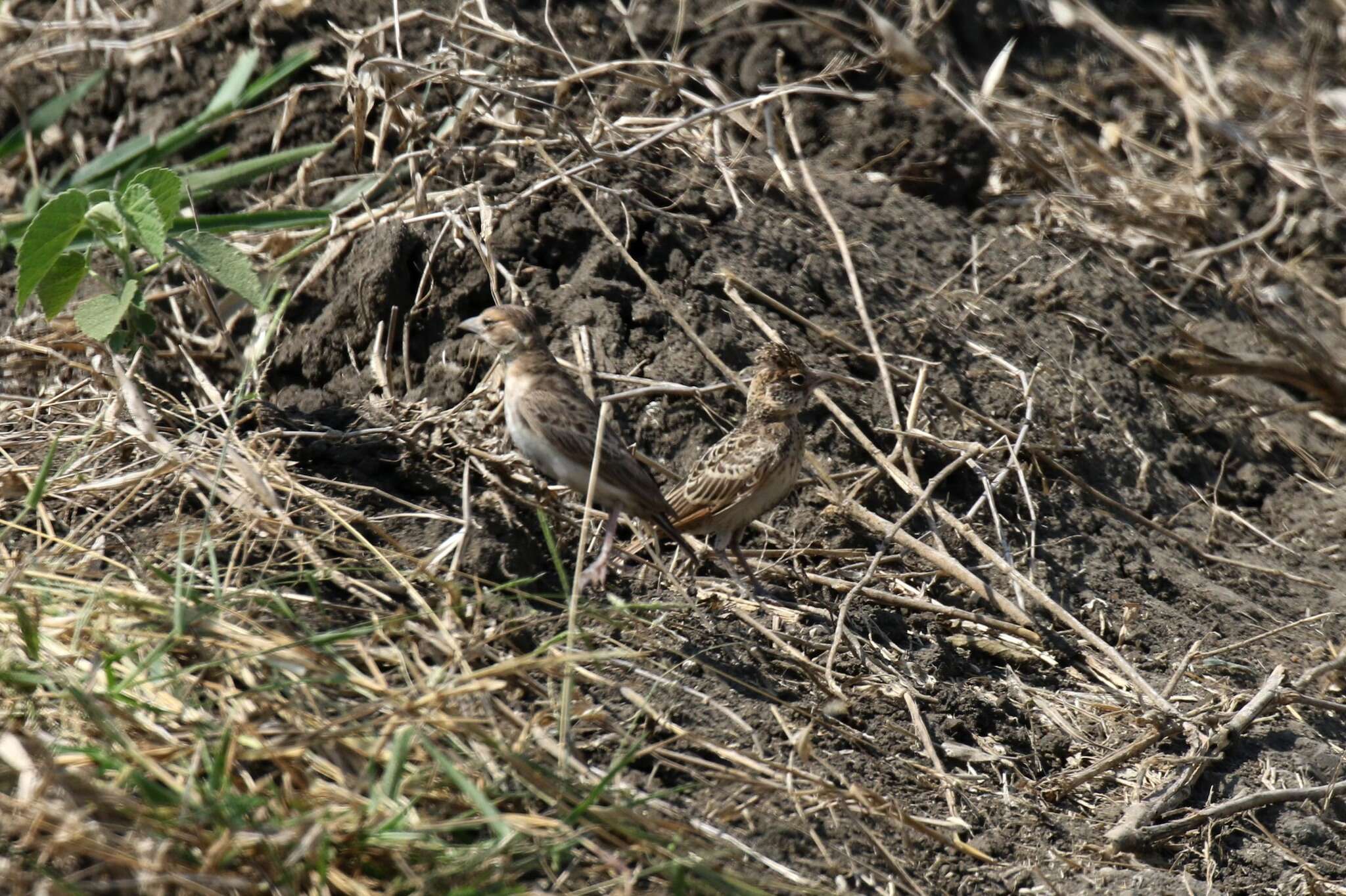 Image de Alouette-moineau de Fischer