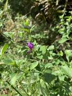 Plancia ëd Hypoestes purpurea (L.) R. Br.