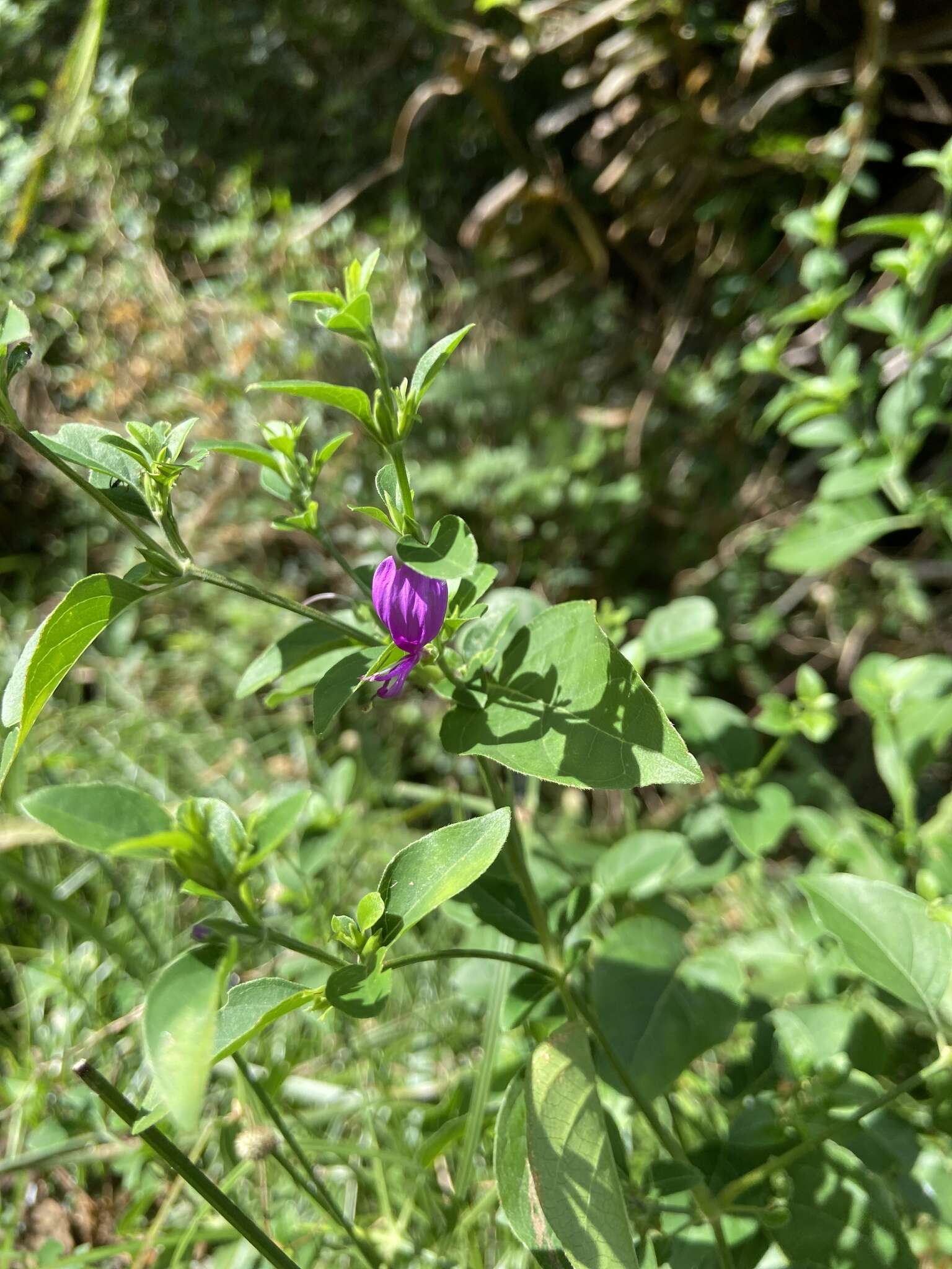 Image of Hypoestes purpurea (L.) R. Br.