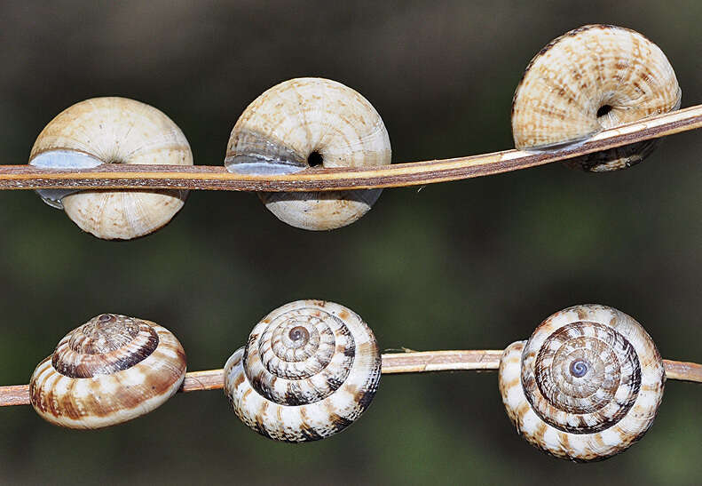 Image of Trochoidea pyramidata (Draparnaud 1805)