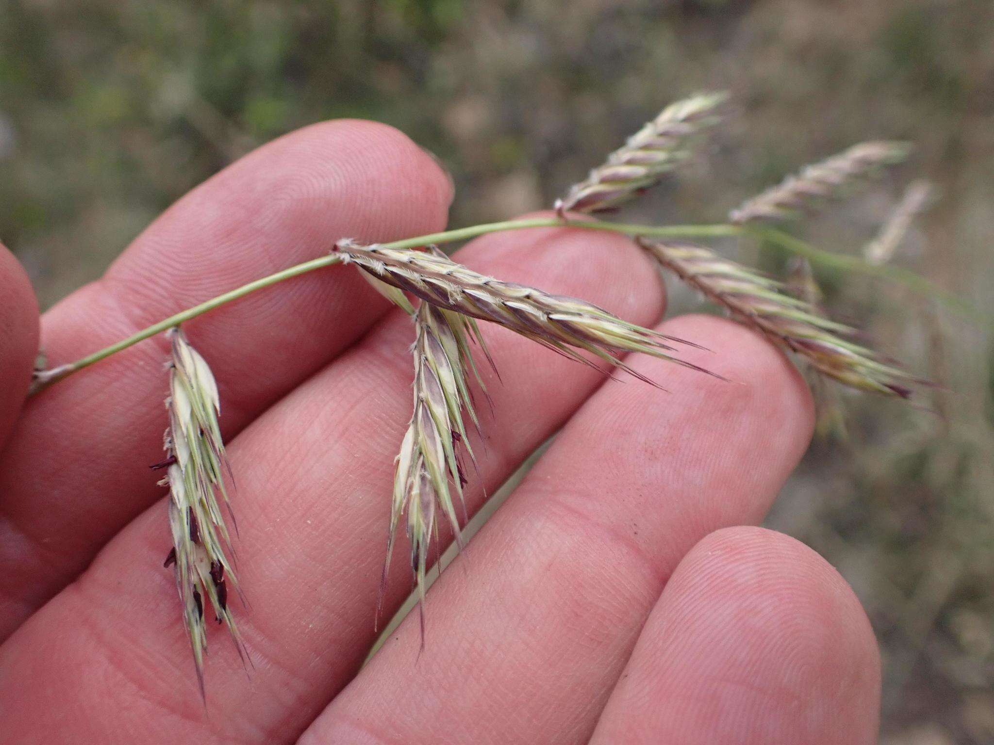 Слика од Bouteloua radicosa (E. Fourn.) Griffiths