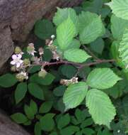 Image of Rubus nemoralis P. J. Müll.