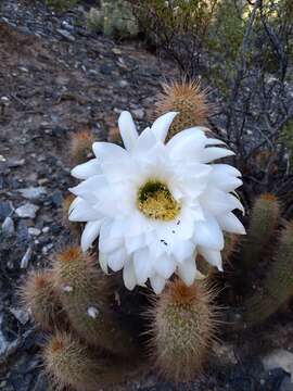 Image of Echinopsis strigosa (Salm-Dyck) H. Friedrich & G. D. Rowley