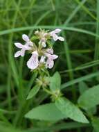 Image of Hairy Hedge-Nettle