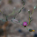 Image of Centaurea pulchella Ledeb.