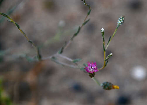 صورة Centaurea pulchella Ledeb.