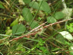 Carex hispida Willd. ex Schkuhr resmi