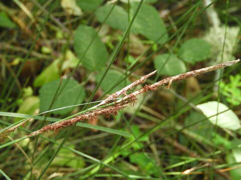 Image of Carex hispida Willd. ex Schkuhr