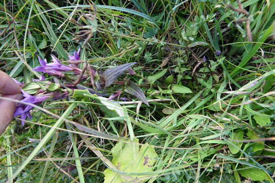 Image of chiltern gentian