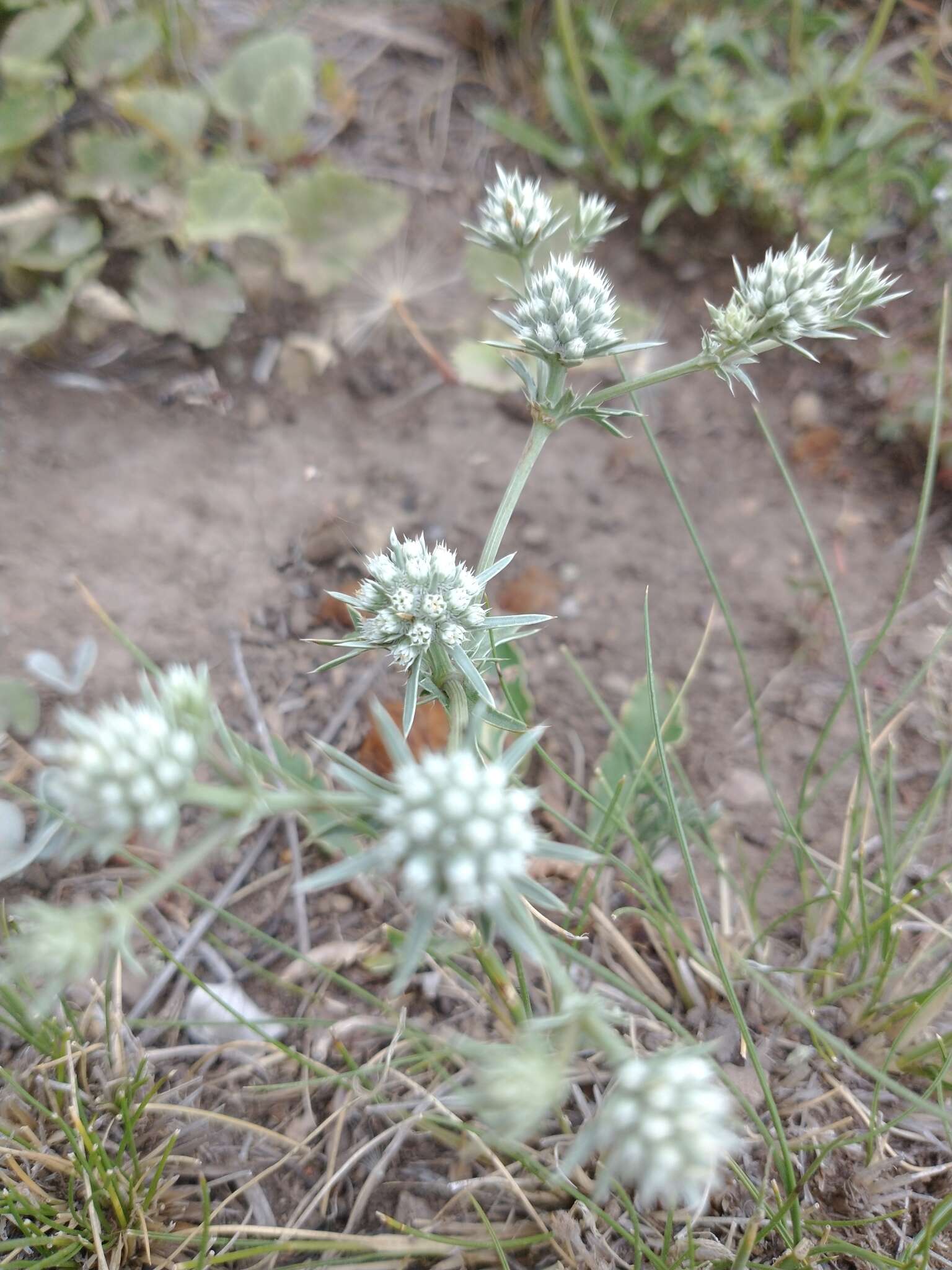 Eryngium nudicaule Lam. resmi