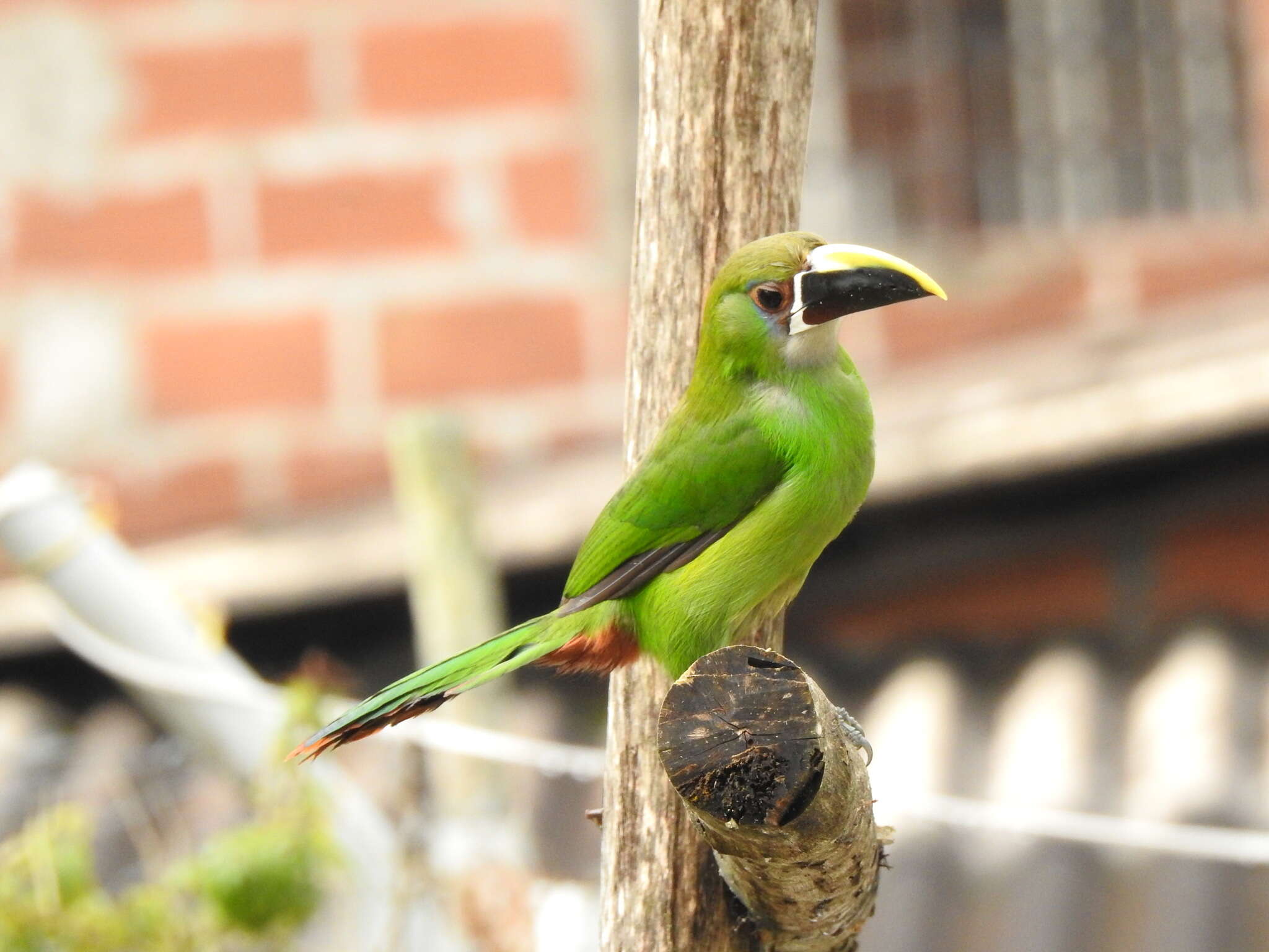 Aulacorhynchus albivitta (Boissonneau 1840)的圖片