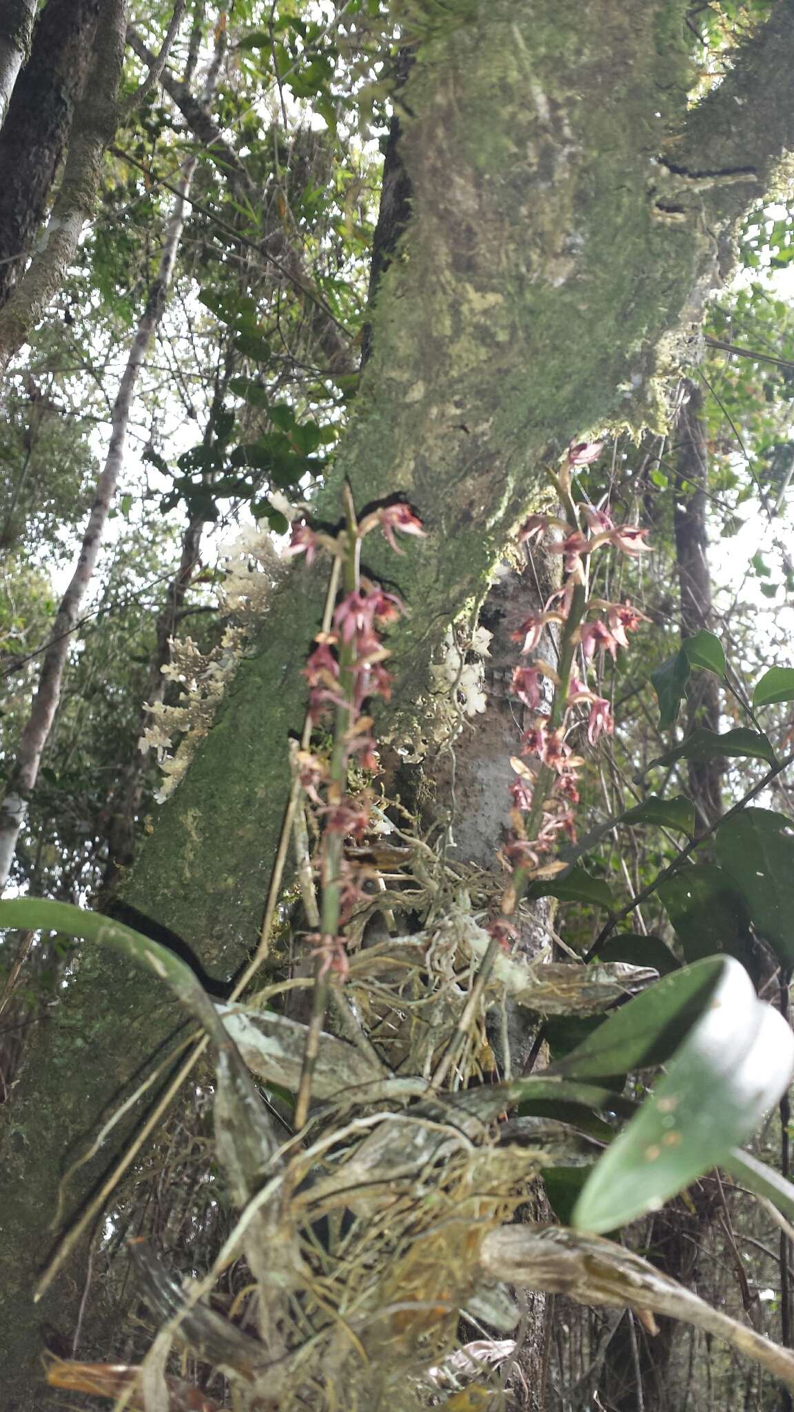 Image de Bulbophyllum reflexiflorum H. Perrier