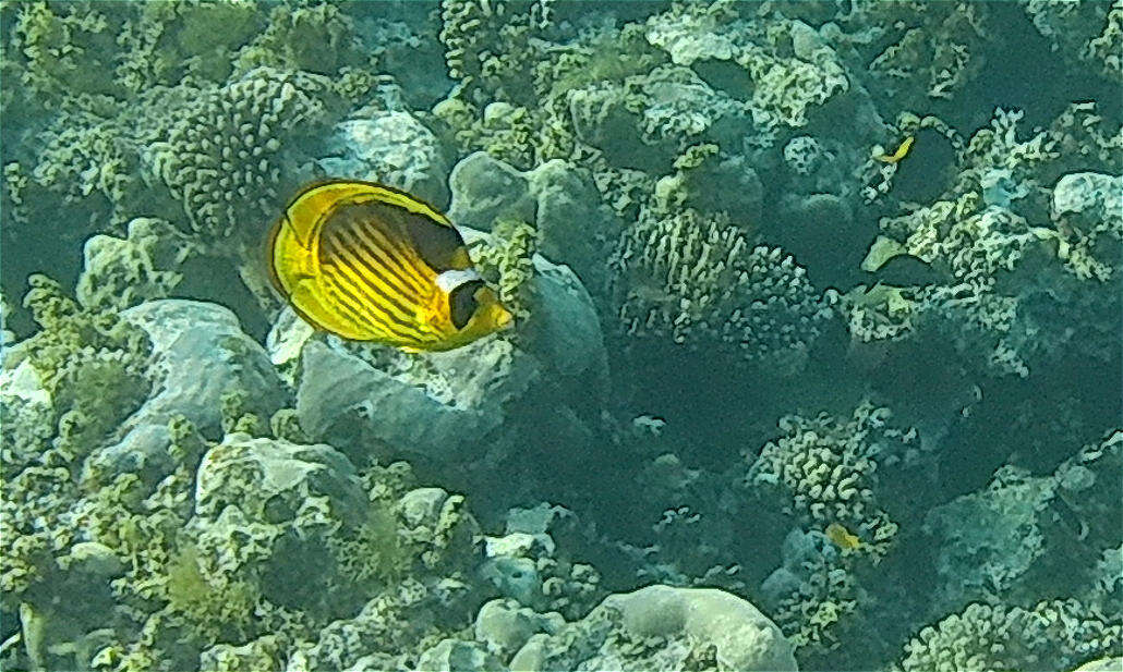 Image of Diagonal Butterflyfish