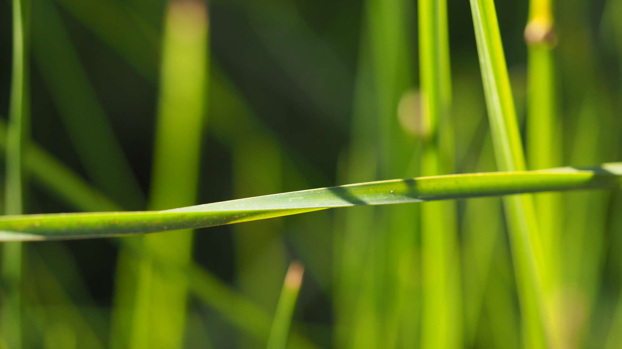 Image of American bulrush