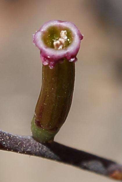 Image of Adromischus filicaulis subsp. marlothii (Schönl.) Tölken